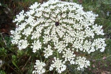 fiori per regalo-1