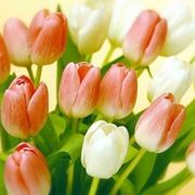fiori per regalo