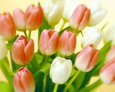 fiori per regalo