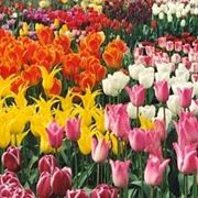 Fiori per ringraziamenti, laurea o comunioni e cresime