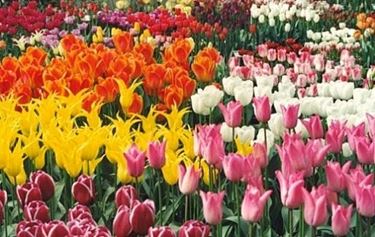Fiori per ringraziamenti, laurea o comunioni e cresime