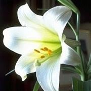 fiori per ringraziamenti