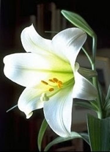 fiori per ringraziamenti