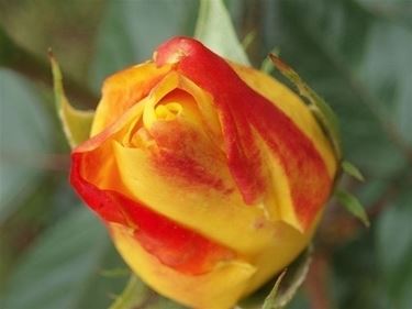 inviare fiori a Messina