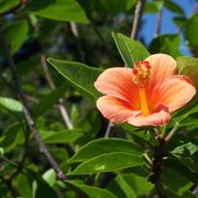 inviare fiori a Prato