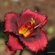 inviare fiori Altamura