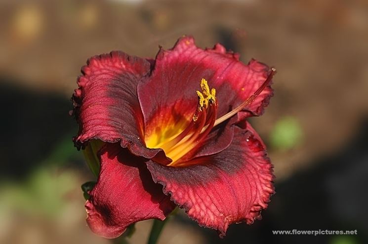 inviare fiori Altamura