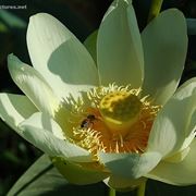 inviare fiori Potenza