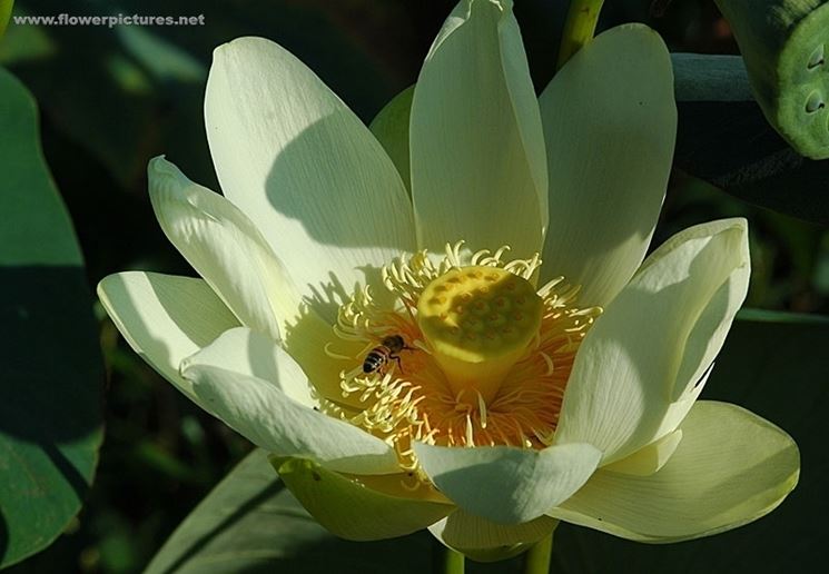 inviare fiori Potenza