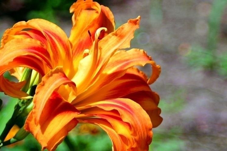 inviare fiori Prato