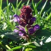 inviare fiori Varese