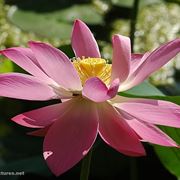 invio fiori Bari