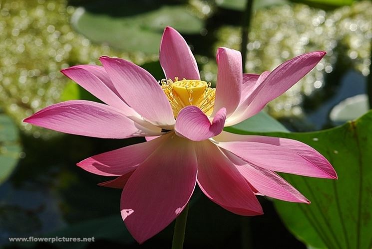 invio fiori Bari