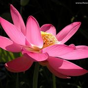 invio fiori Bologna