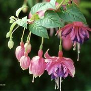 invio fiori per laurea e diploma