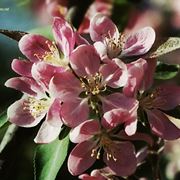 invio fiori per lei