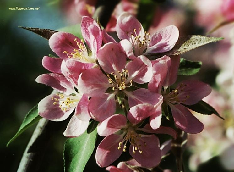 invio fiori per lei