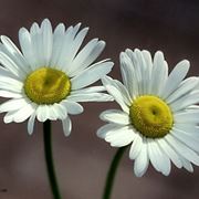 invio fiori per lui-1