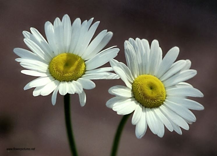 invio fiori per lui-1