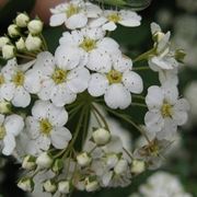invio fiori per lui