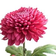 invio fiori per lutto-2