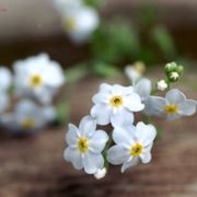 invio fiori per lutto