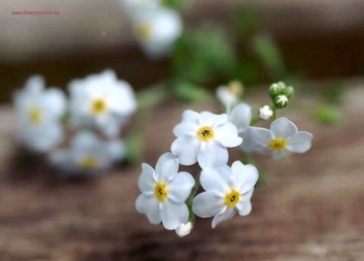 invio fiori per lutto