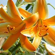 invio fiori per maggiore et?-1