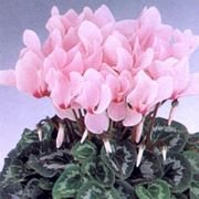 invio fiori per maggiore et?