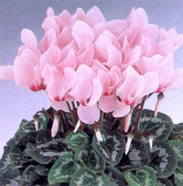invio fiori per maggiore et?