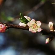invio fiori per mi dispiace-1