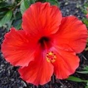 invio fiori per nascita-1