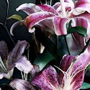 invio fiori per nascita-2