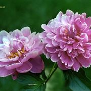 invio fiori per nascita