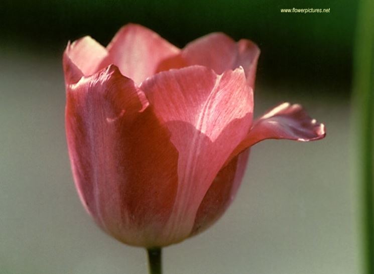 invio fiori per nozze argento-oro-1