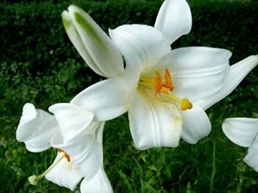 invio fiori per nozze argento-oro-2
