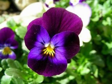 invio fiori per onomastico-2
