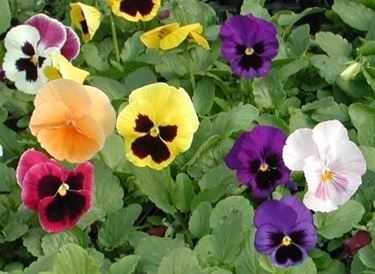 invio fiori per regalo-2