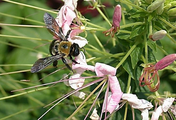 invio fiori per ringraziamenti-1