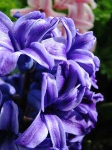 invio fiori per ringraziamenti-2