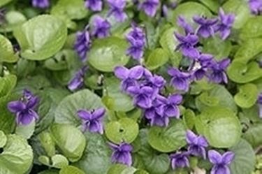 invio fiori per ringraziamenti