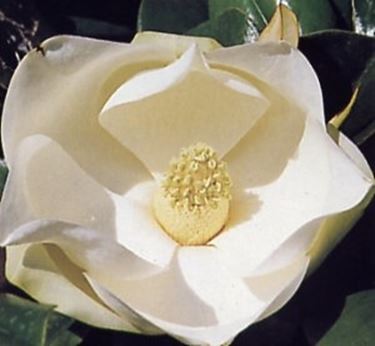 mazzi per nozze argento-oro