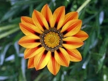 Prato fiori