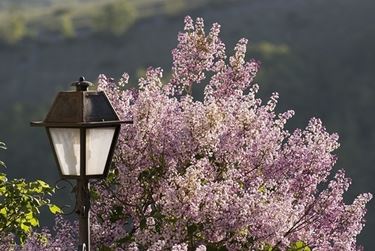 spedire fiori a Brescia
