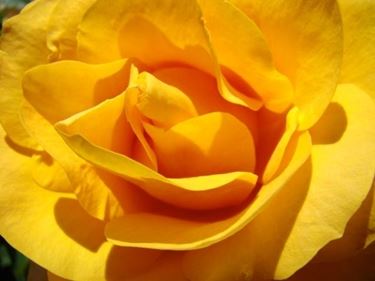 spedire fiori a Prato