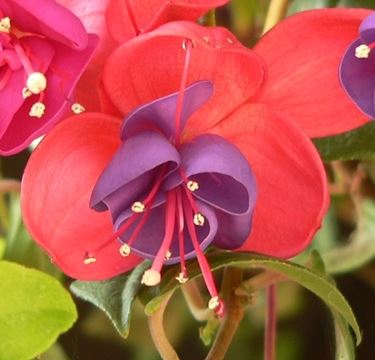 spedire fiori a Trieste