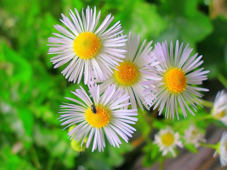 spedire fiori a Venezia