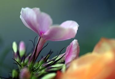 spedire fiori Brescia
