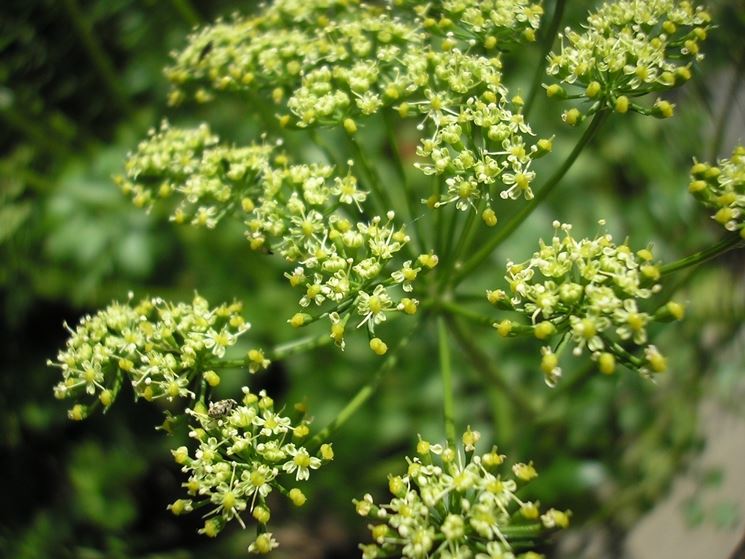 spedire fiori Parma-1