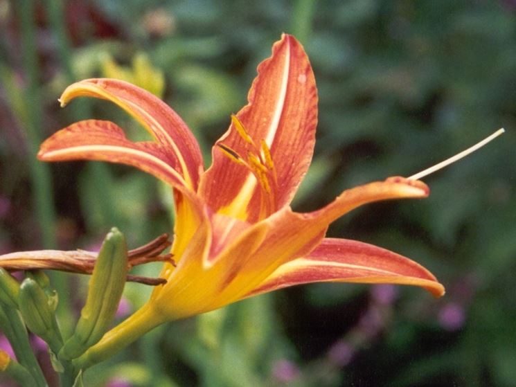 spedire fiori Prato